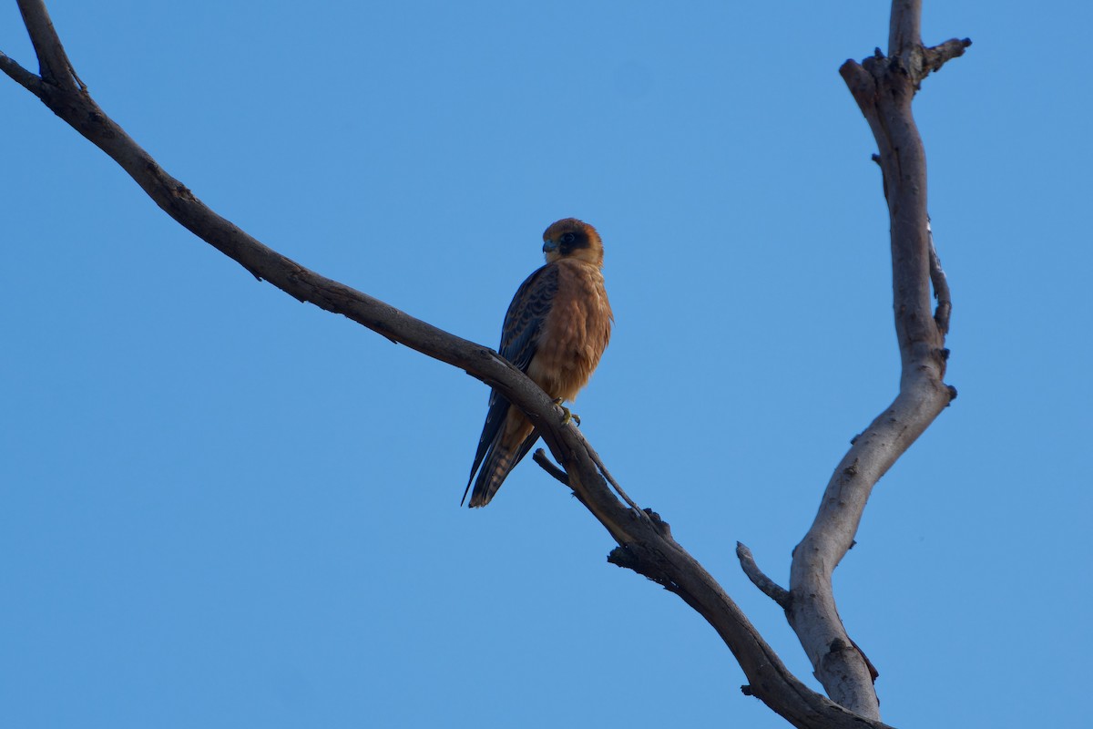Australian Hobby - ML647736313