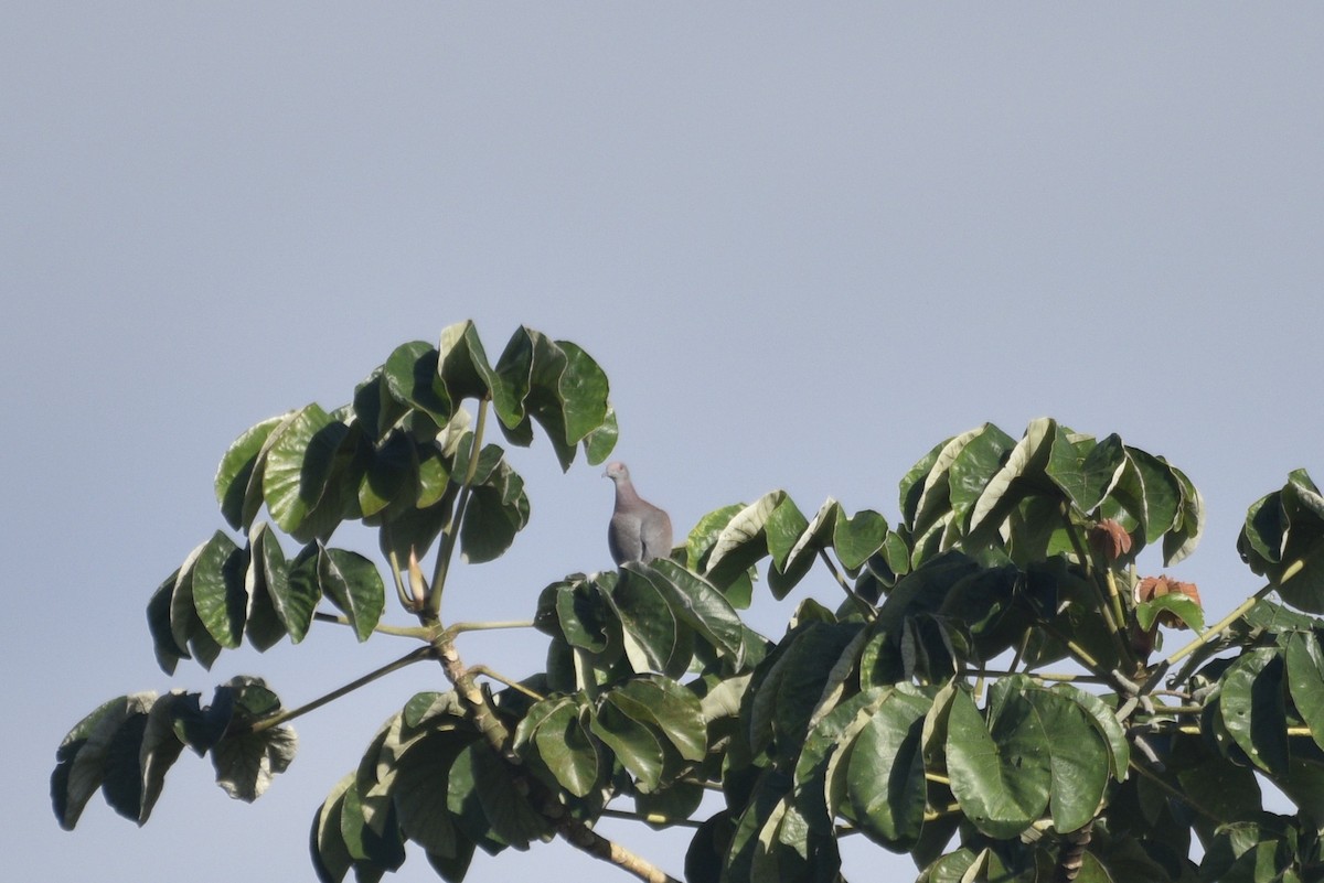 Pale-vented Pigeon - ML647736318