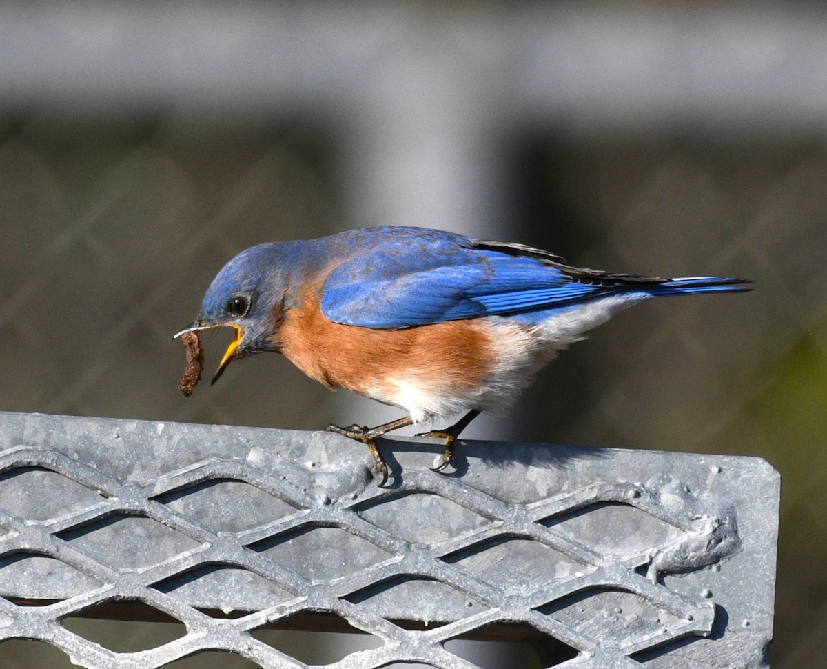 Azulejo Oriental - ML647736320