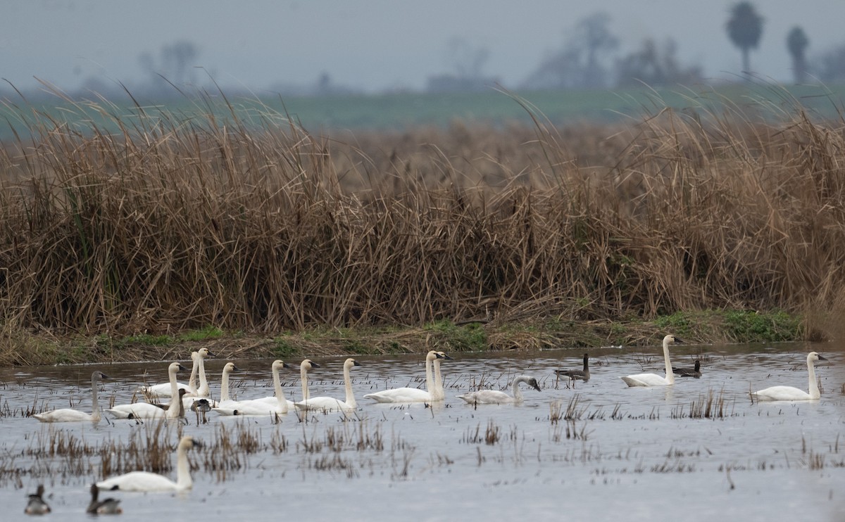 Tundra Swan - ML647736336