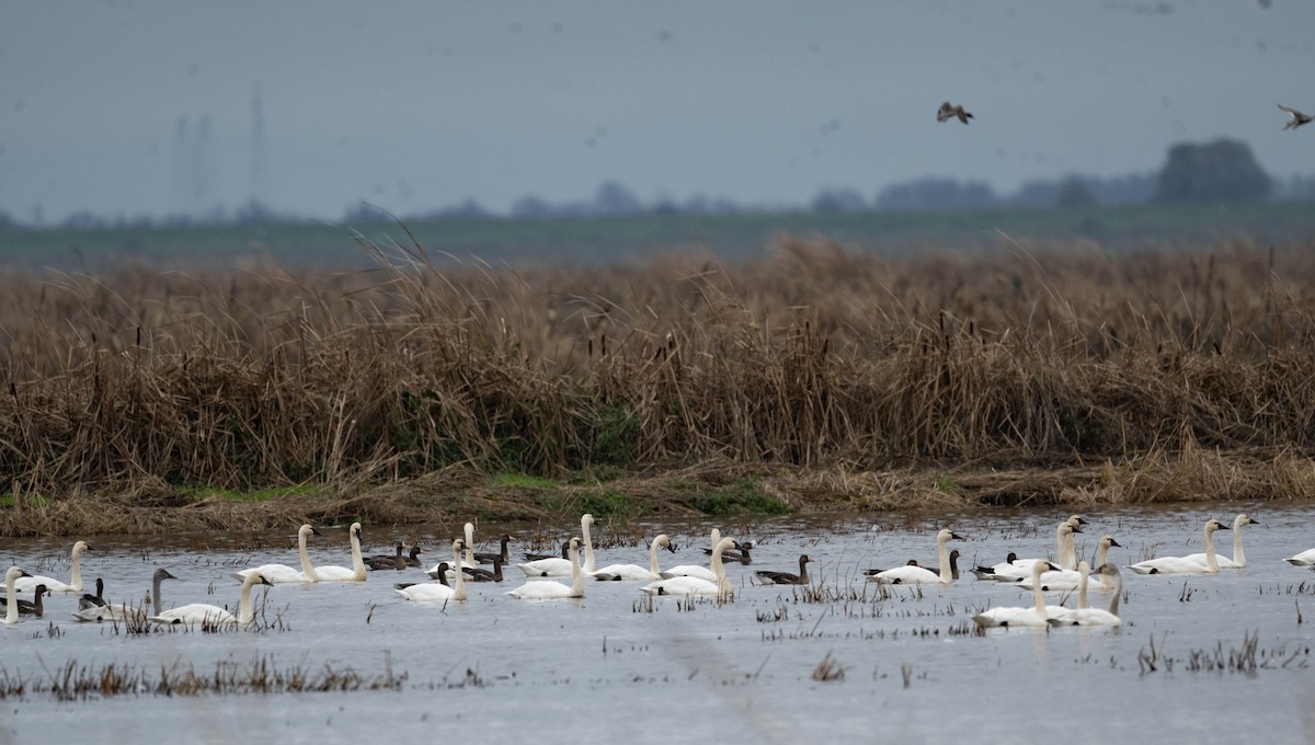 Tundra Swan - ML647736338