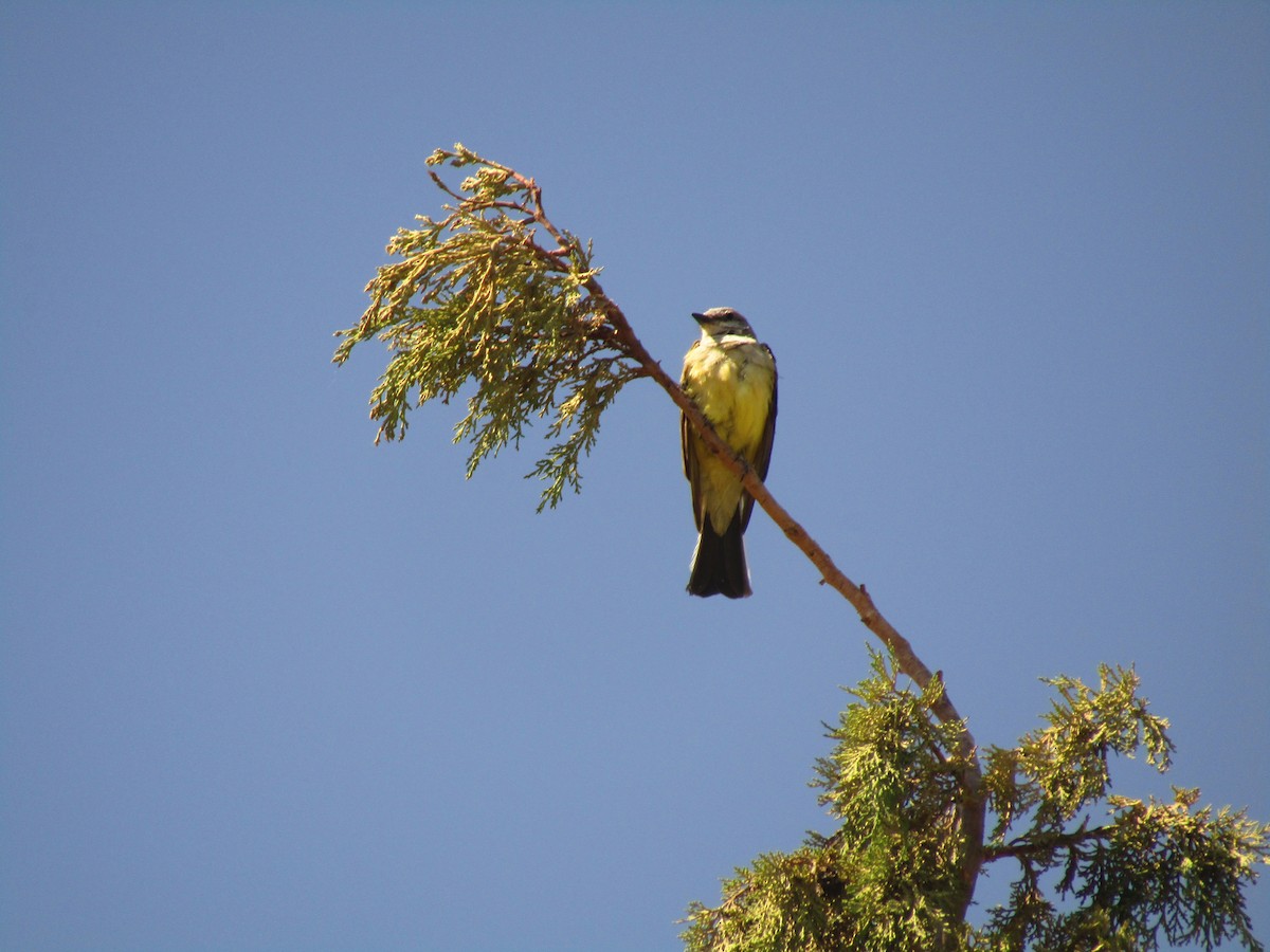 Western Kingbird - ML647736344