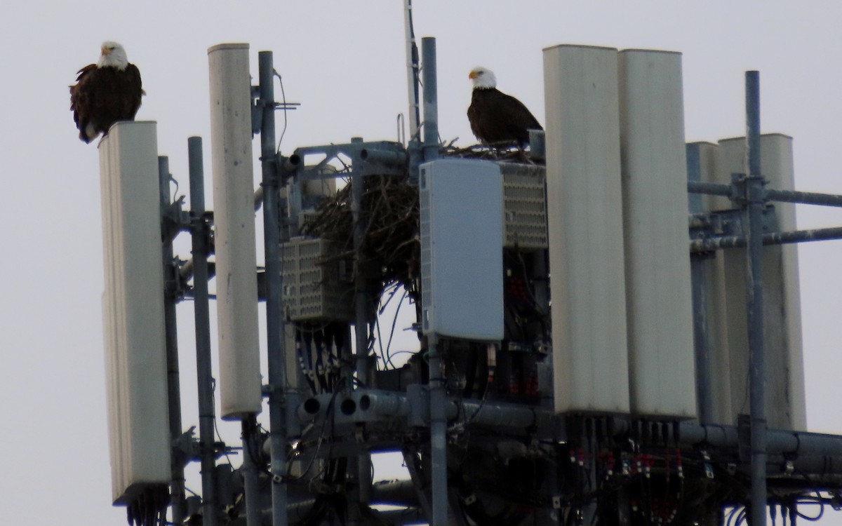 Itsas arrano buruzuria - ML647736346