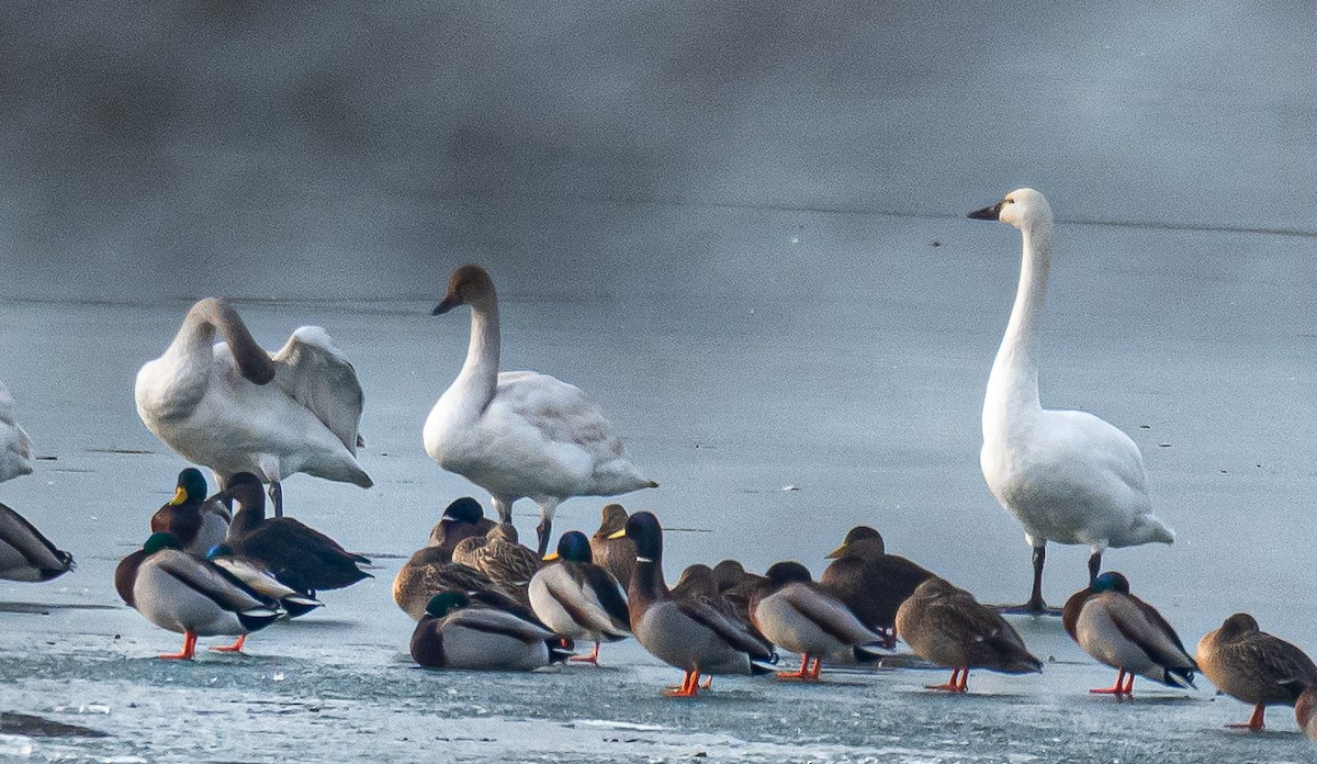 Tundra Swan - ML647736347