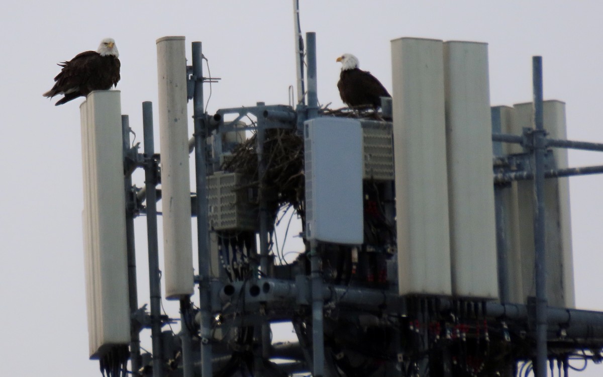 Itsas arrano buruzuria - ML647736353