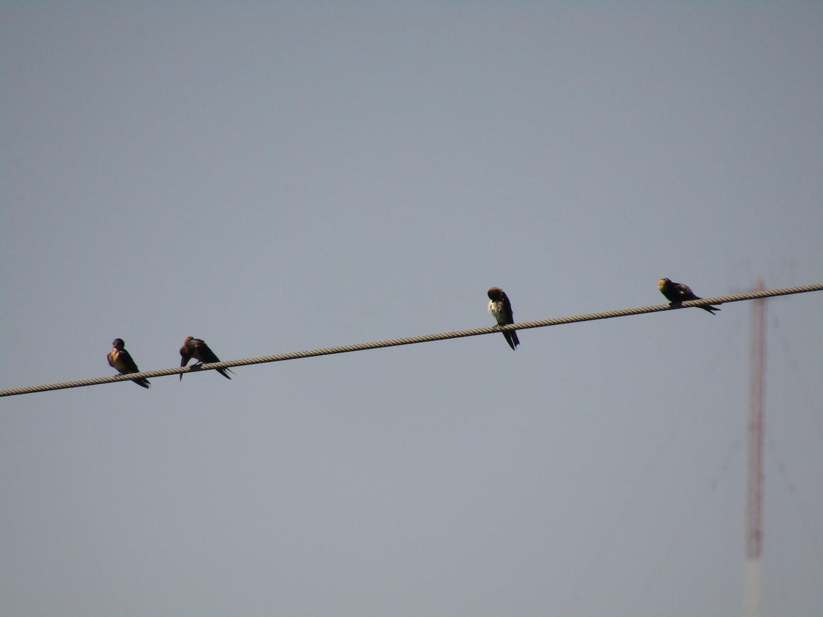 Ластівка сільська - ML647736360