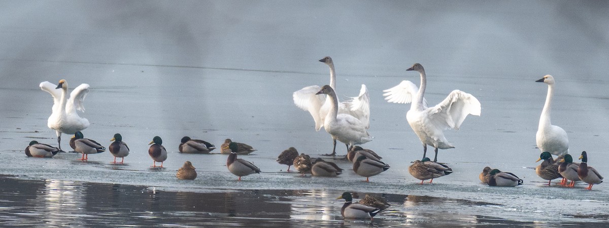 Tundra Swan - ML647736363