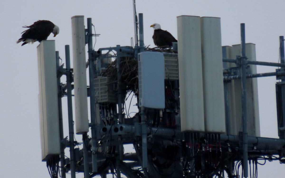 Itsas arrano buruzuria - ML647736373