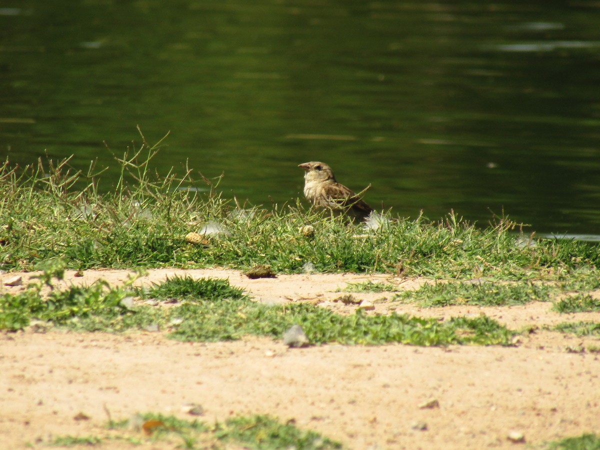 House Sparrow - ML647736376