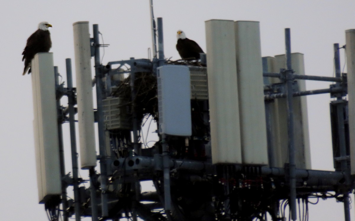 Itsas arrano buruzuria - ML647736379