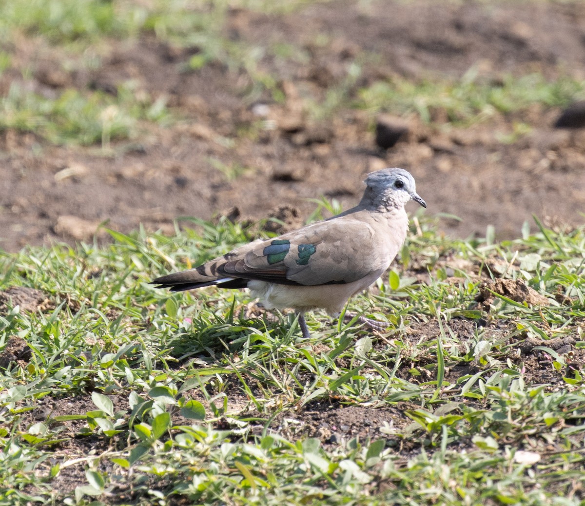 Горлиця сомалійська - ML647736381