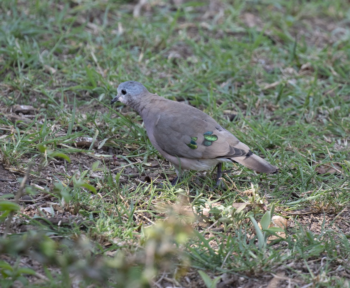 Горлиця сомалійська - ML647736393