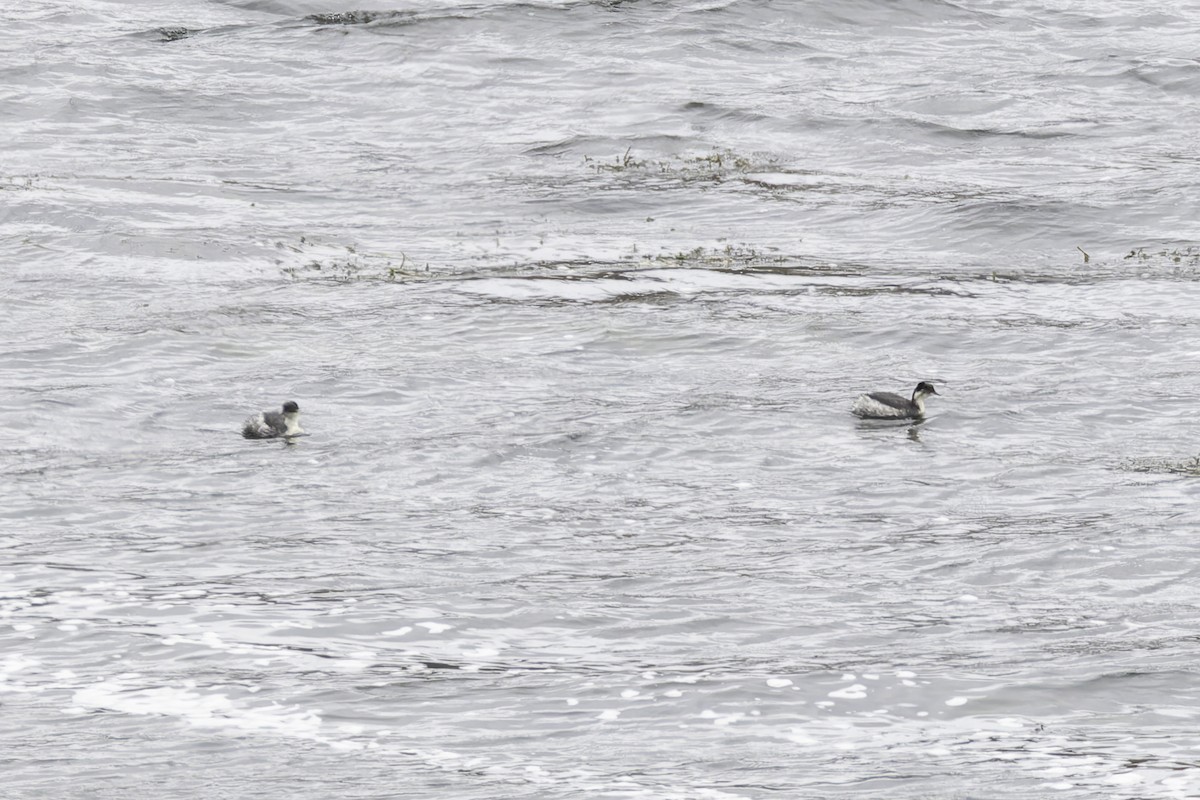 Silvery Grebe (Andean) - ML647736421