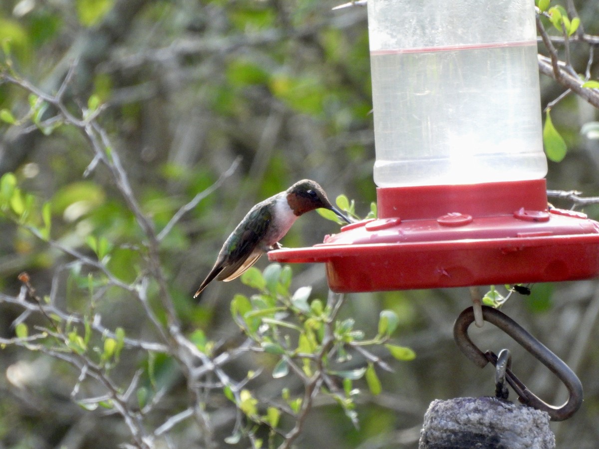 Ruby-throated Hummingbird - ML647736425