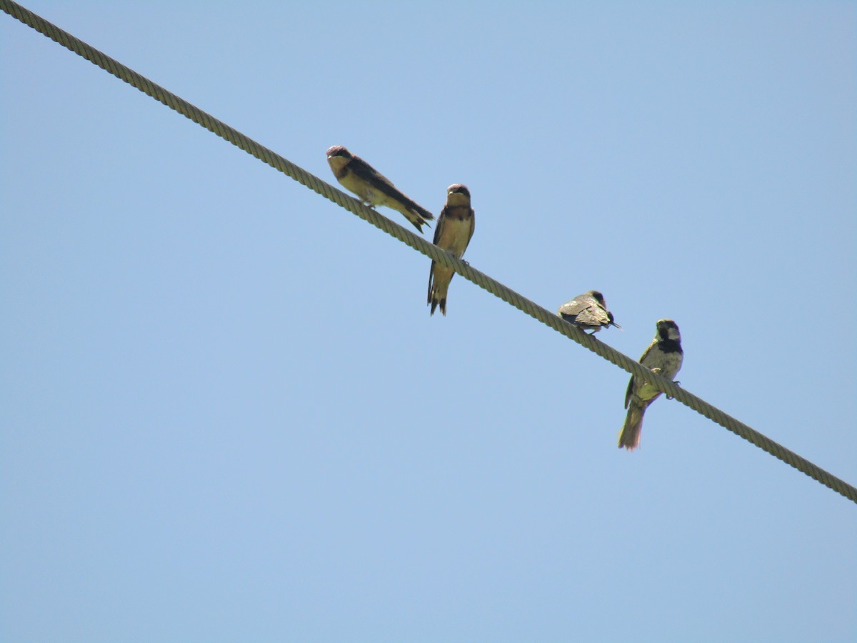 Ластівка сільська - ML647736432