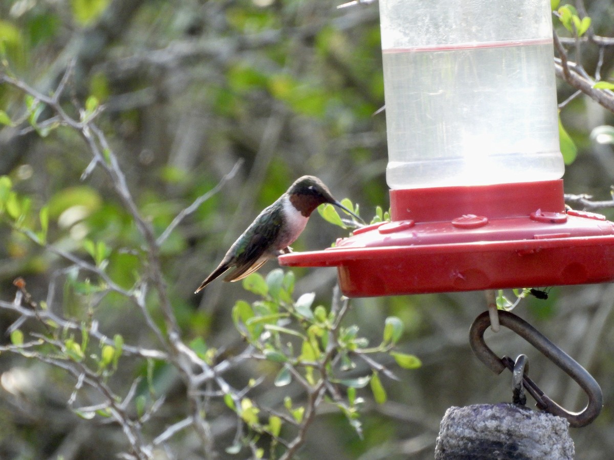Ruby-throated Hummingbird - ML647736444