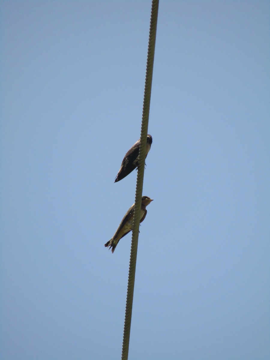 Ластівка сільська - ML647736449