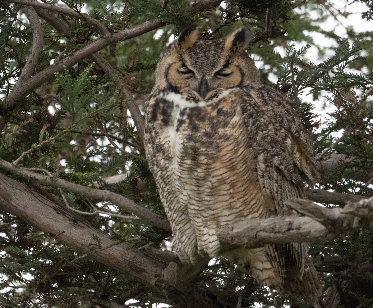 Great Horned Owl - ML647736470