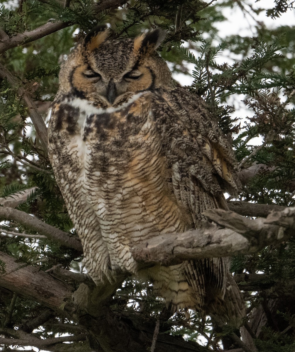 Great Horned Owl - ML647736471