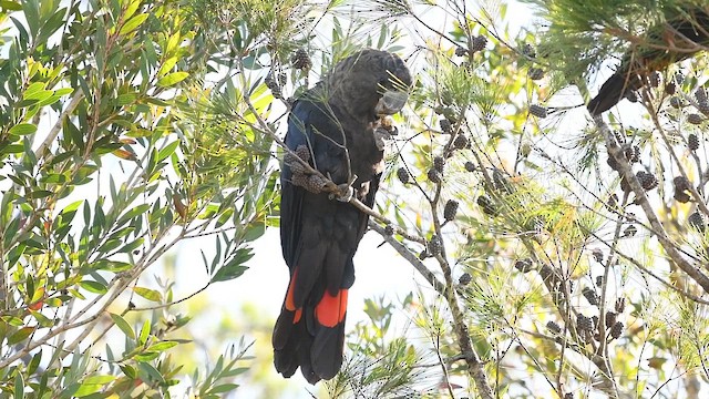 Какатоїс буроголовий - ML647736481