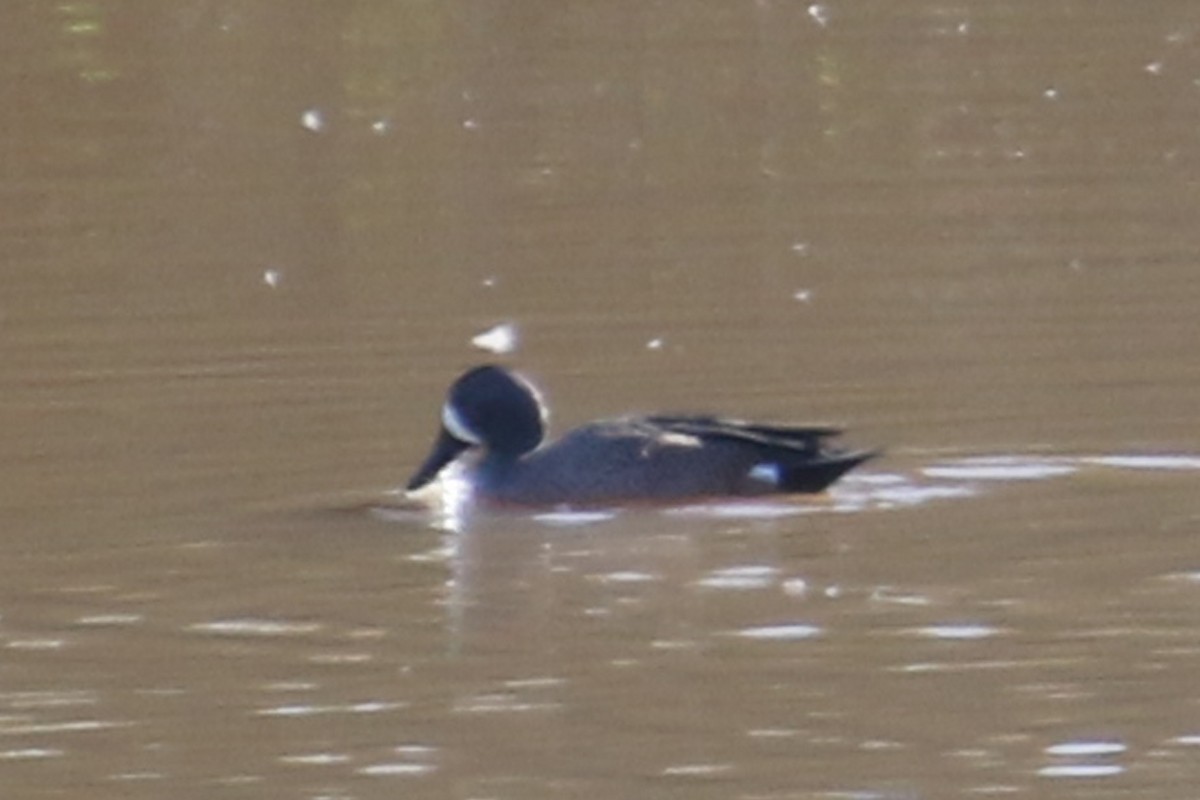 Blue-winged Teal - ML647736486