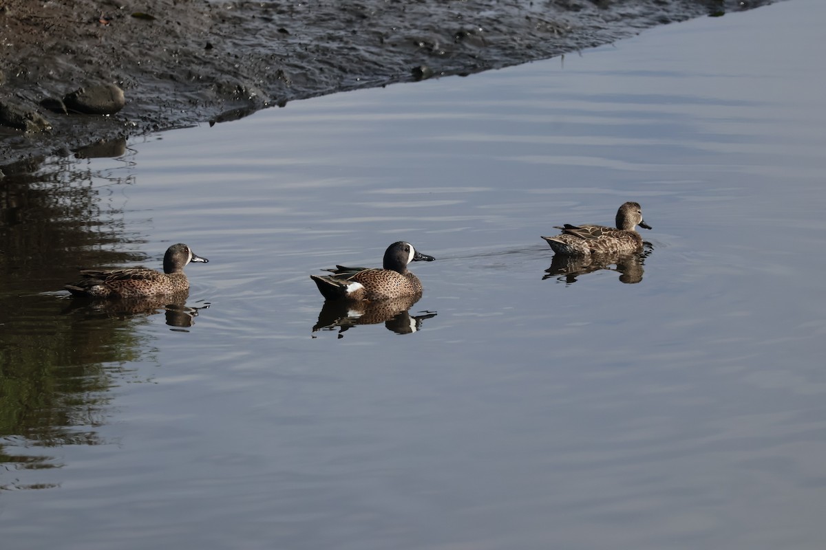 Blue-winged Teal - ML647736506