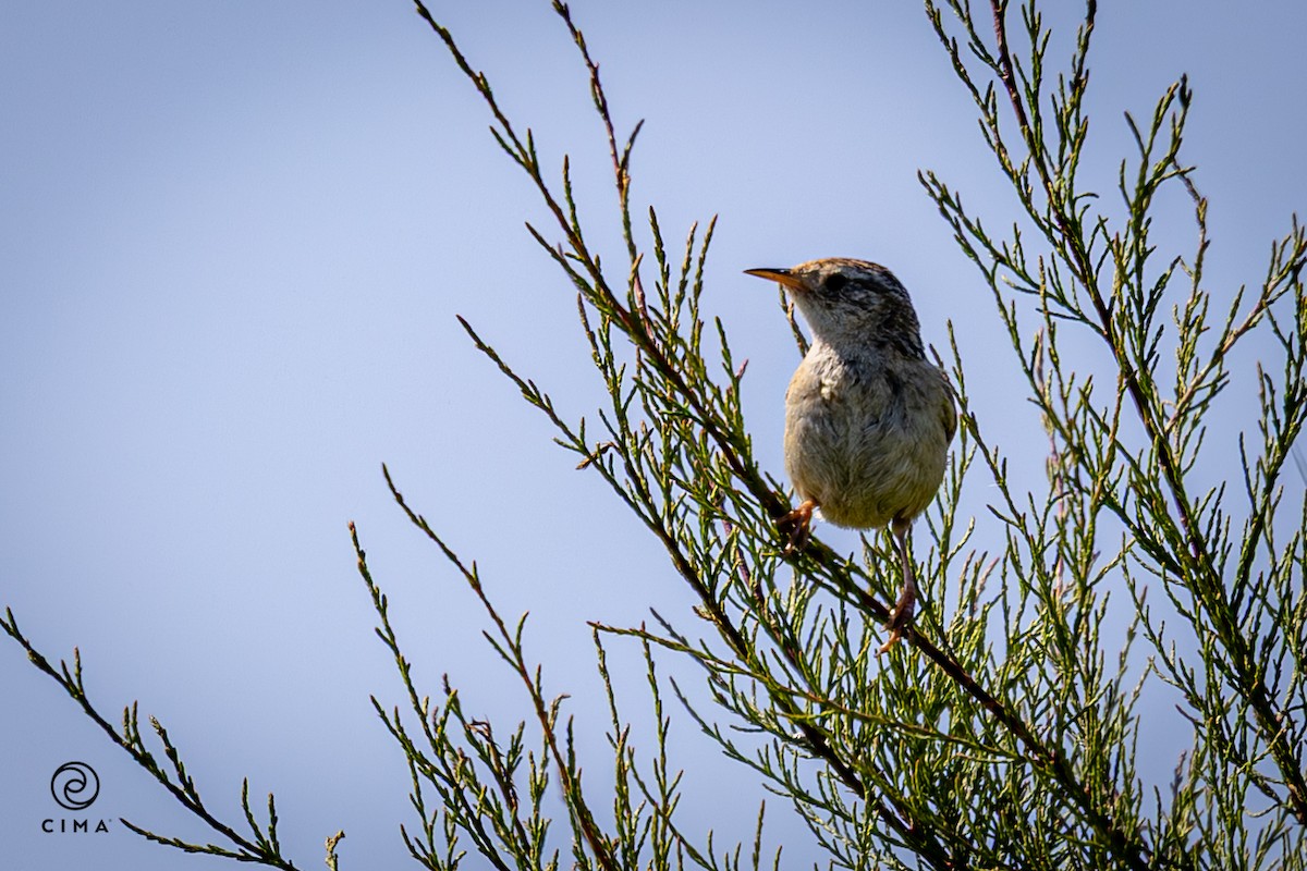 Овад річковий - ML647736514