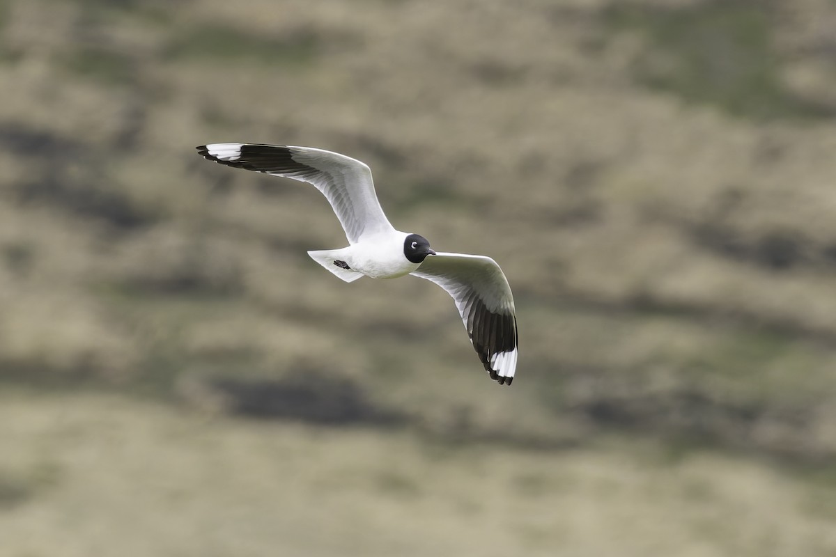 Andean Gull - ML647736530