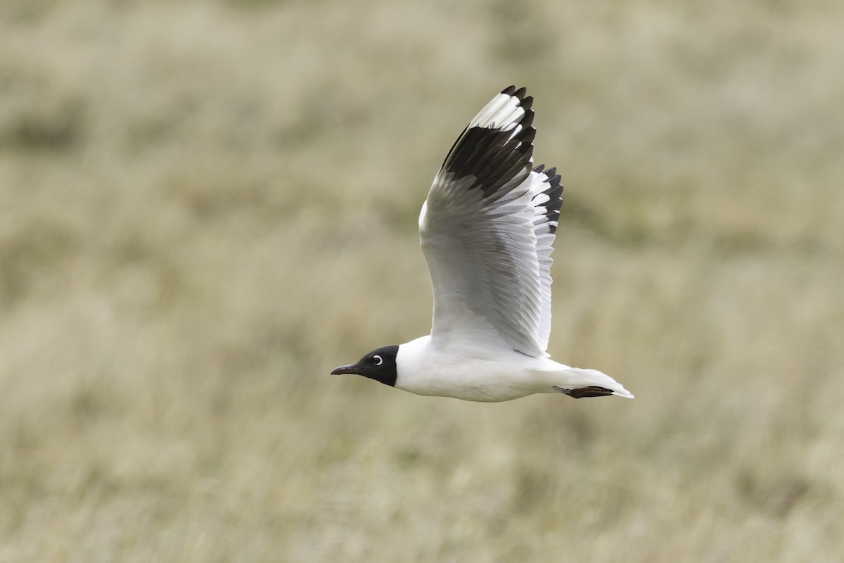 Andean Gull - ML647736531