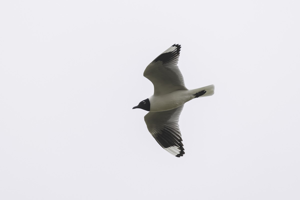Andean Gull - ML647736532