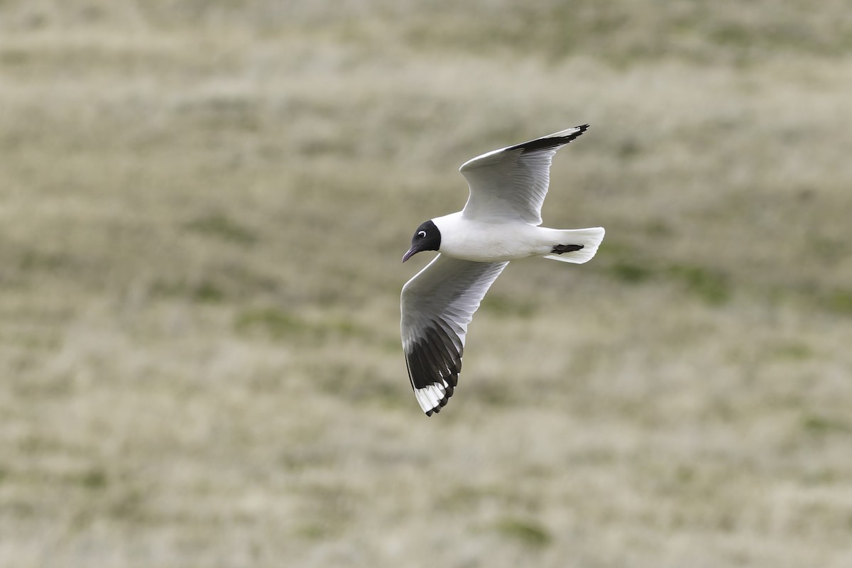 Andean Gull - ML647736533