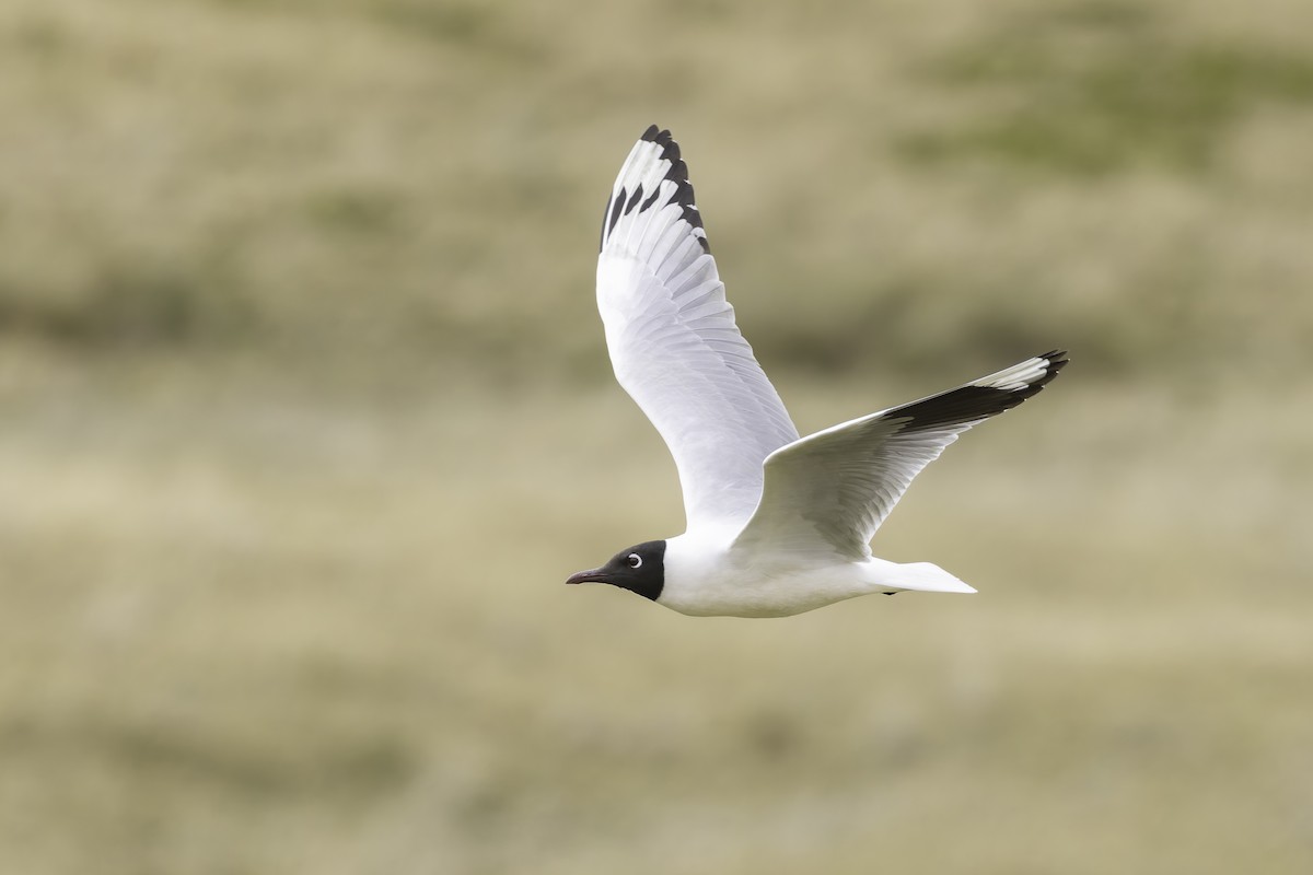 Andean Gull - ML647736534