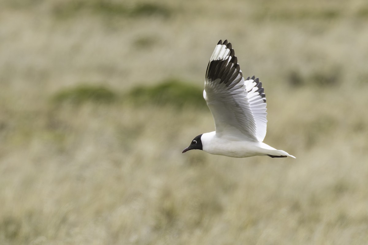 Andean Gull - ML647736535