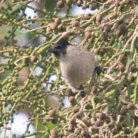 Sooty-headed Bulbul - ML647736537