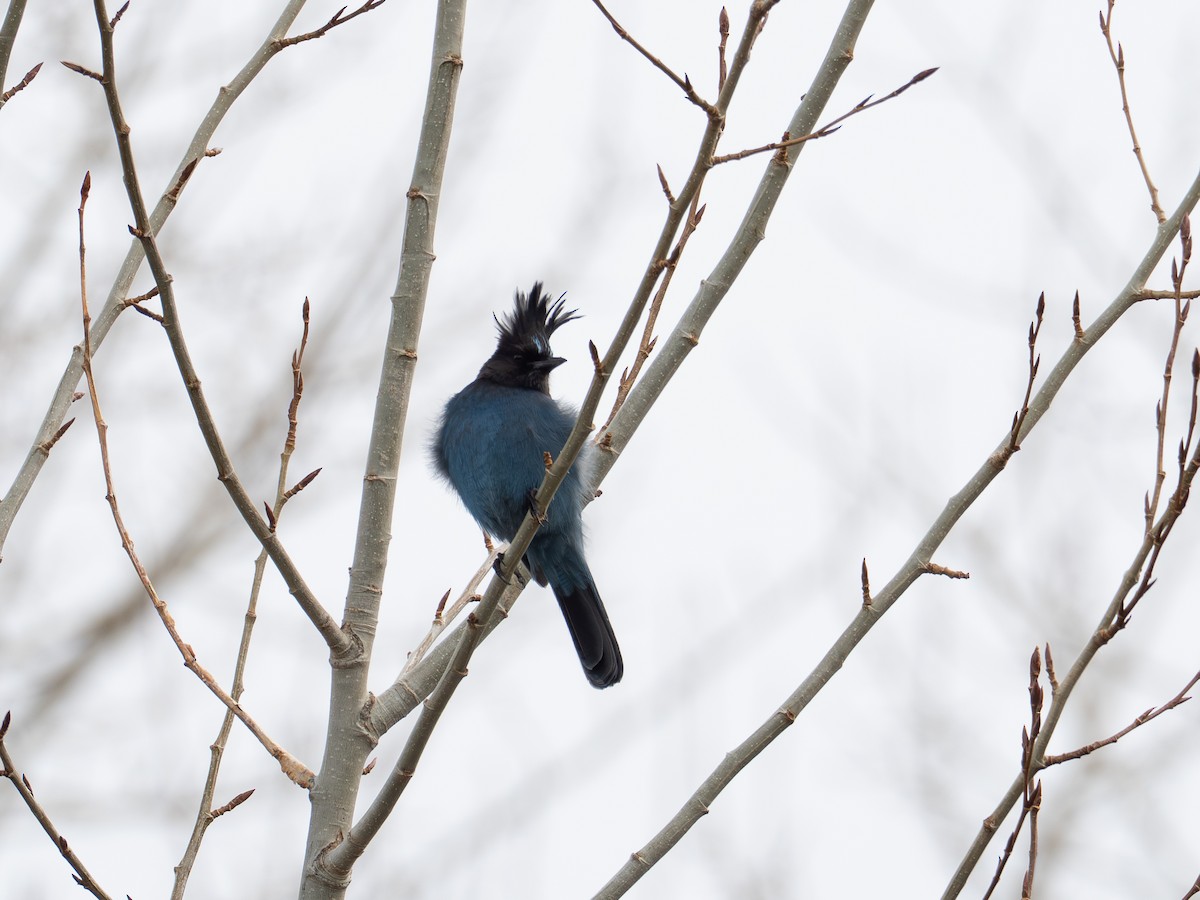 Steller's Jay (Coastal) - ML647736547