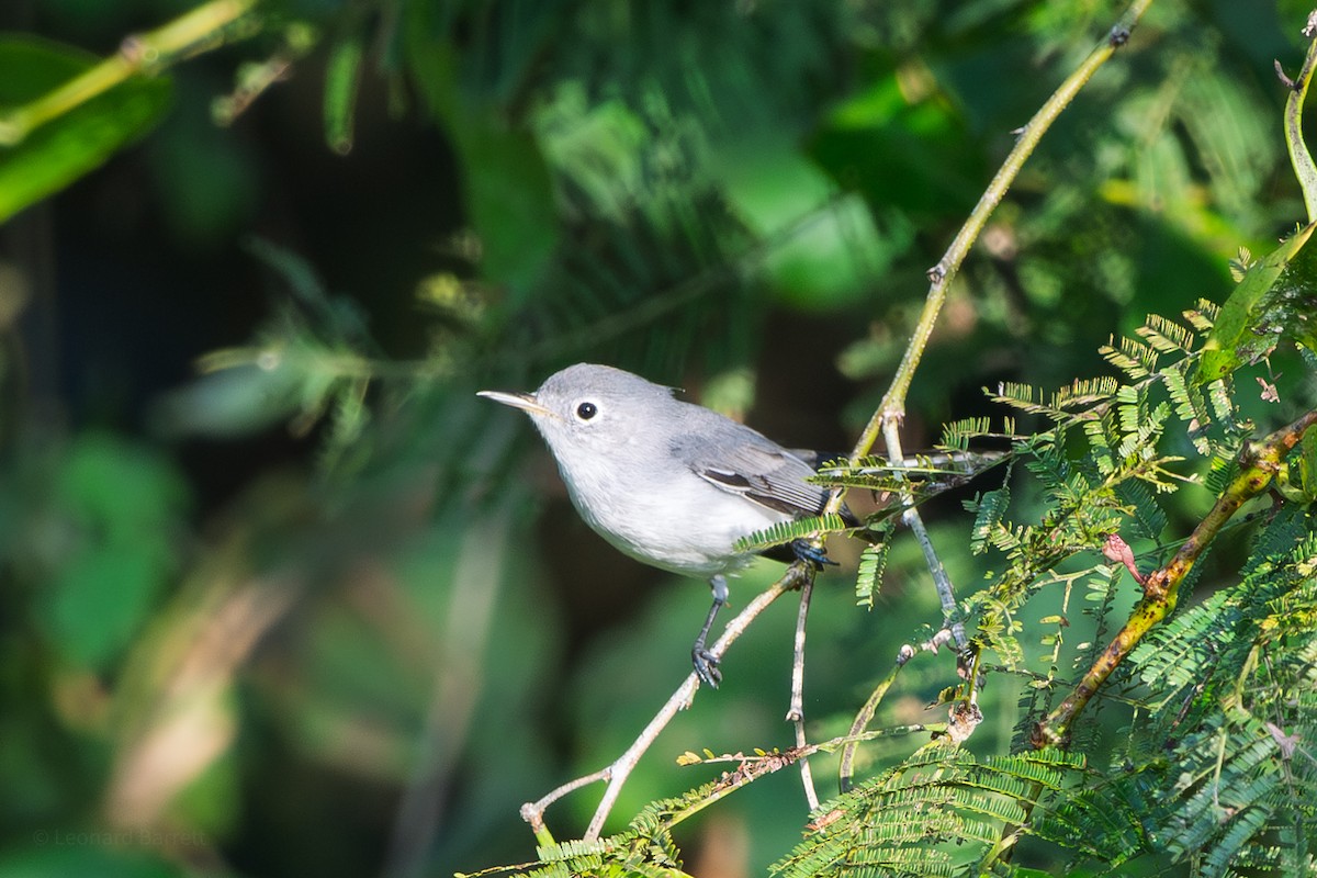 Голубая комароловка - ML647736549