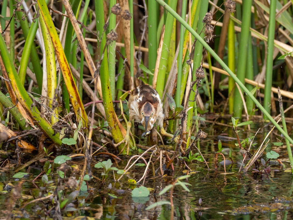 Petit Blongios - ML647736550