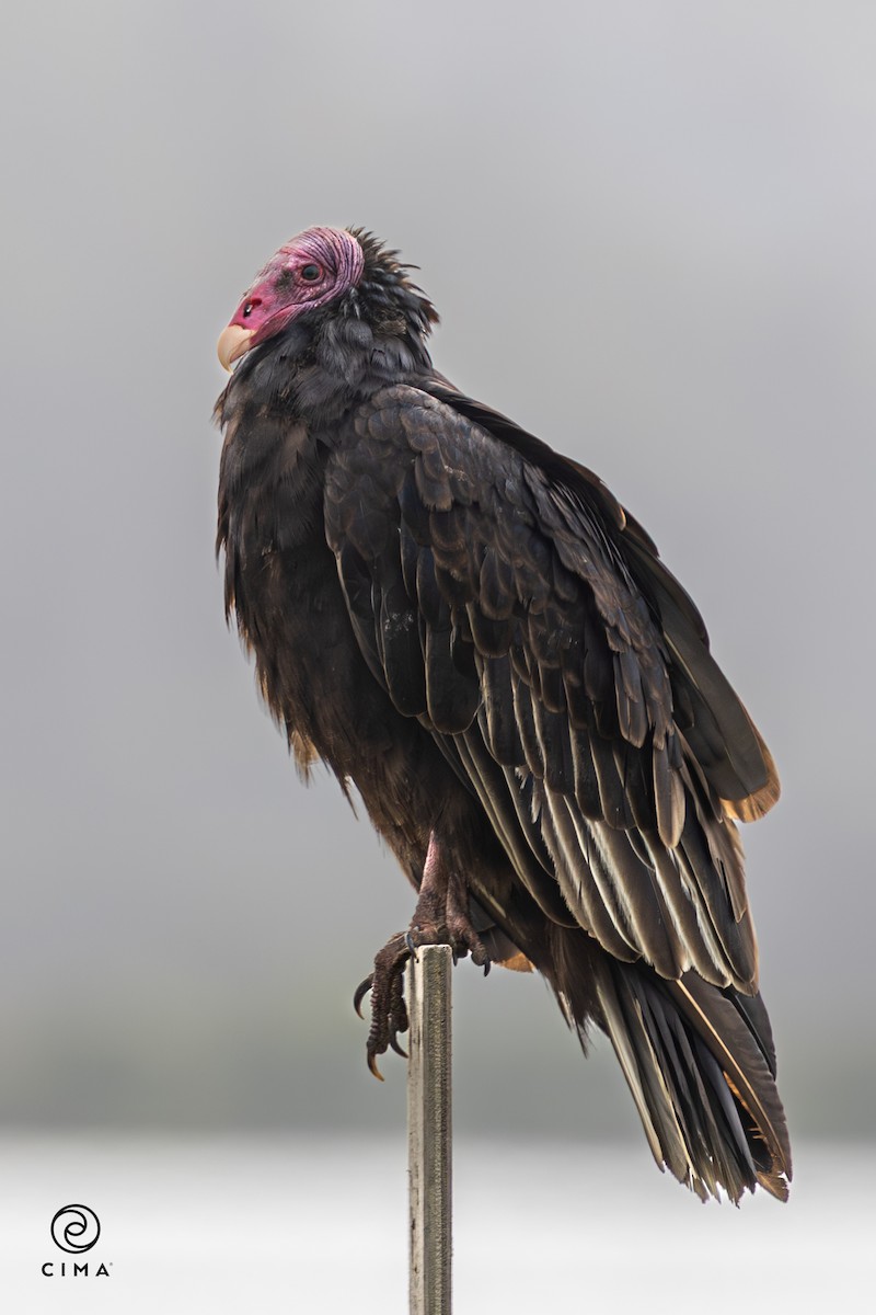 kondor krocanovitý - ML647736558