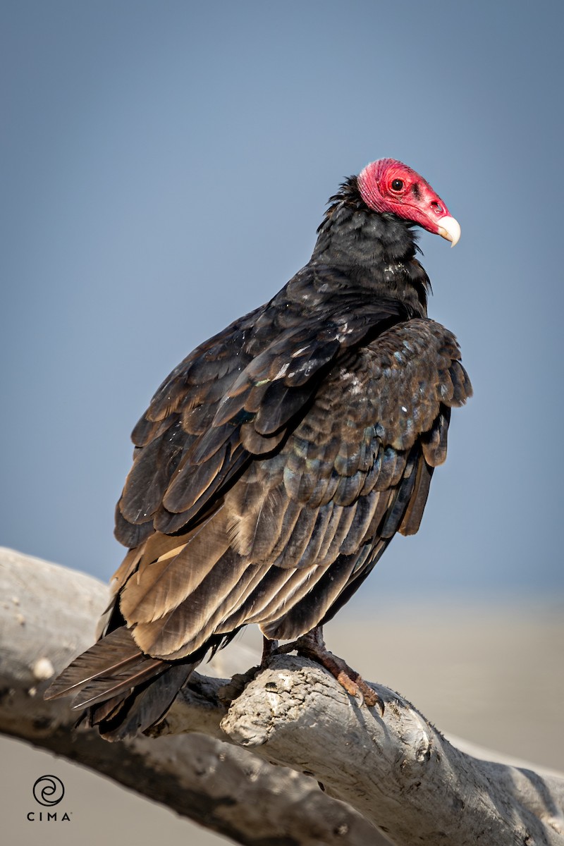 kondor krocanovitý - ML647736559