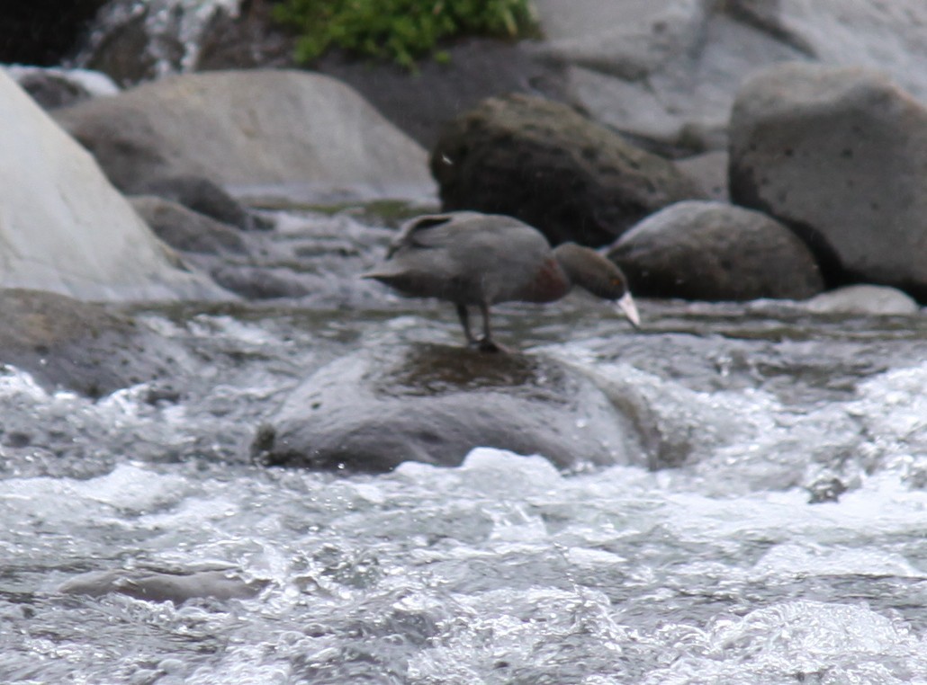 Blue Duck - ML647736563