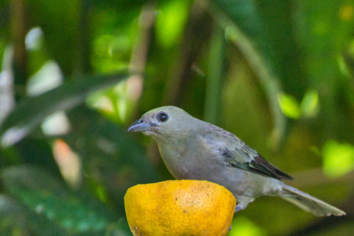 Palm Tanager - ML647736565