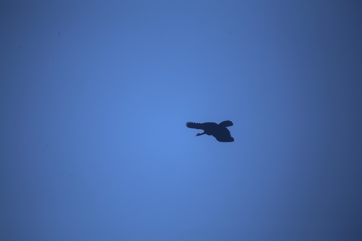 Blue-throated Piping-Guan - ML647736579