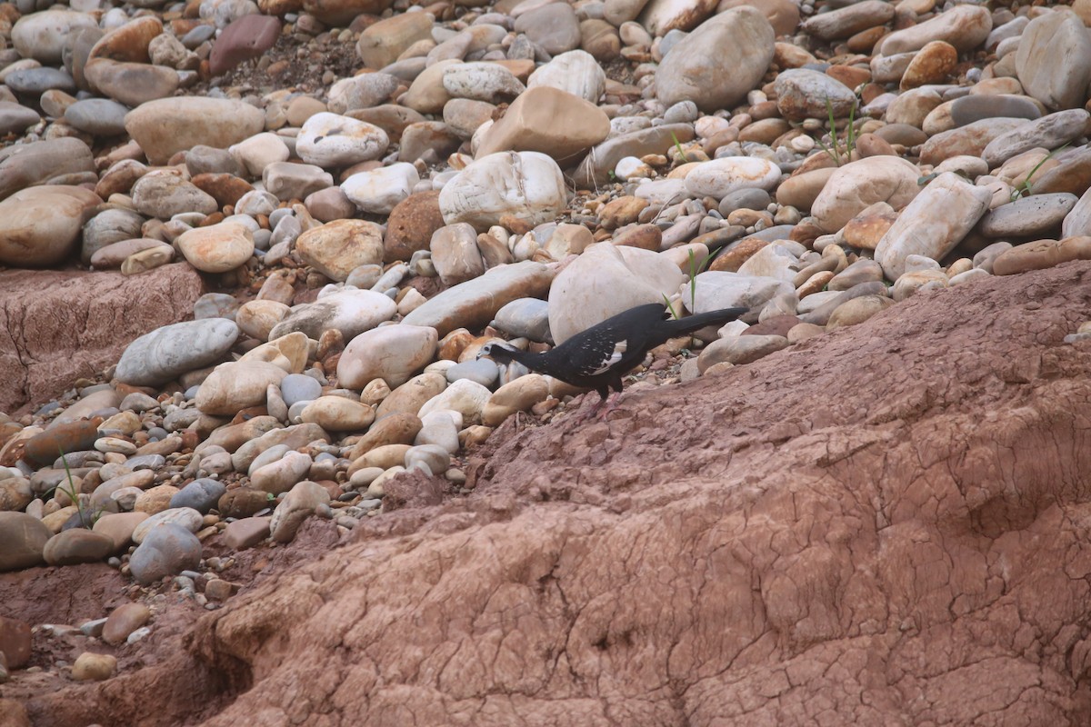 Blue-throated Piping-Guan - ML647736580