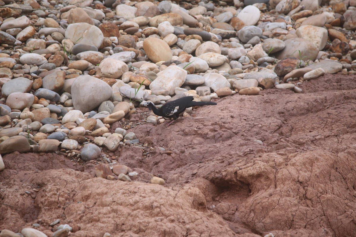 Blue-throated Piping-Guan - ML647736581