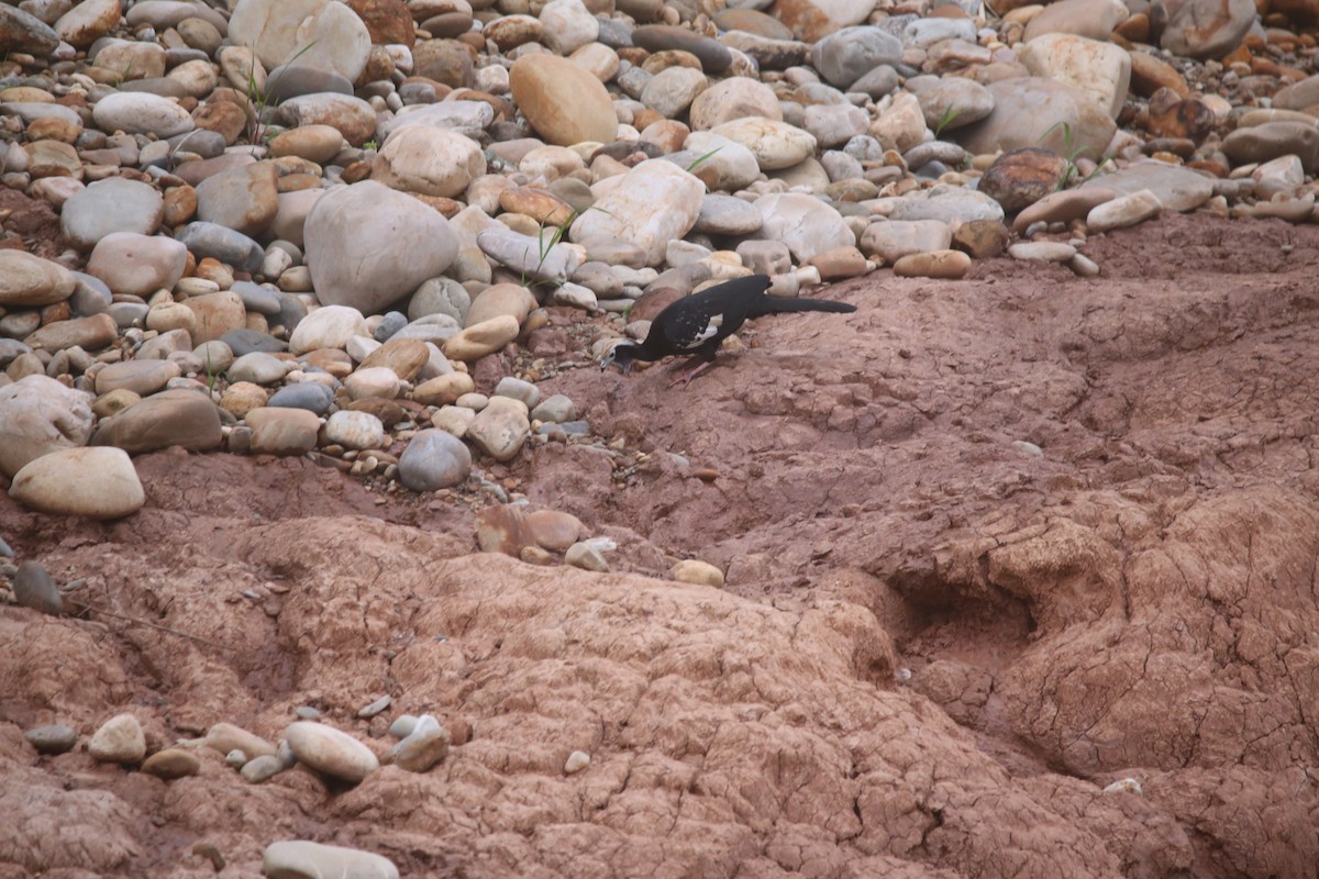 Blue-throated Piping-Guan - ML647736584