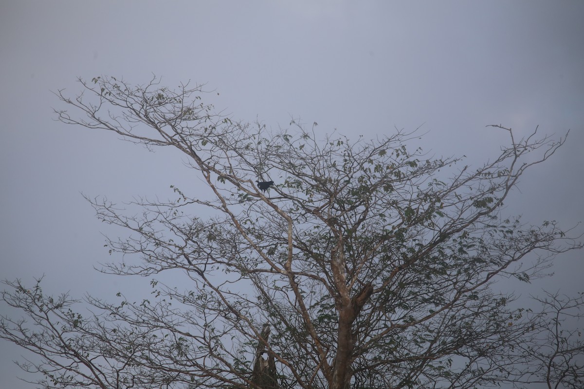 Blue-throated Piping-Guan - ML647736585