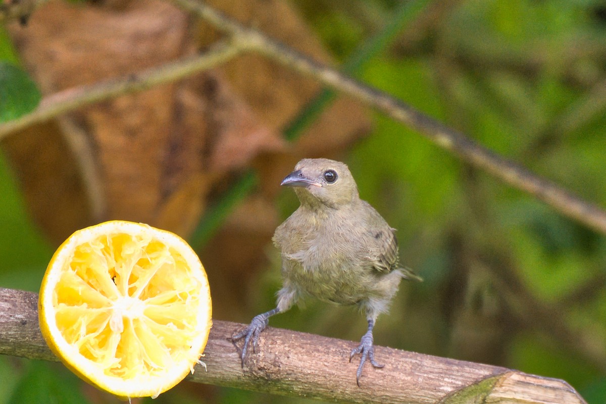 Palm Tanager - ML647736591