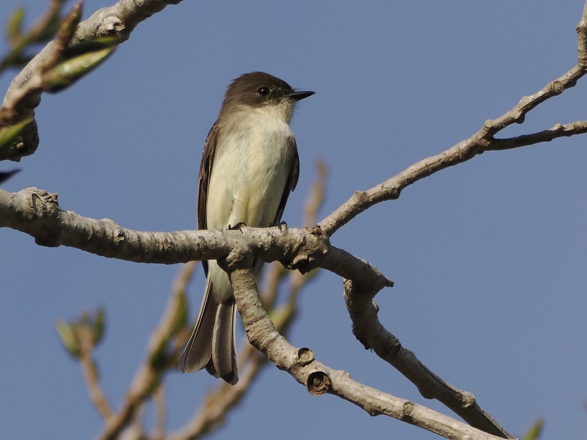 Eastern Phoebe - ML647736595