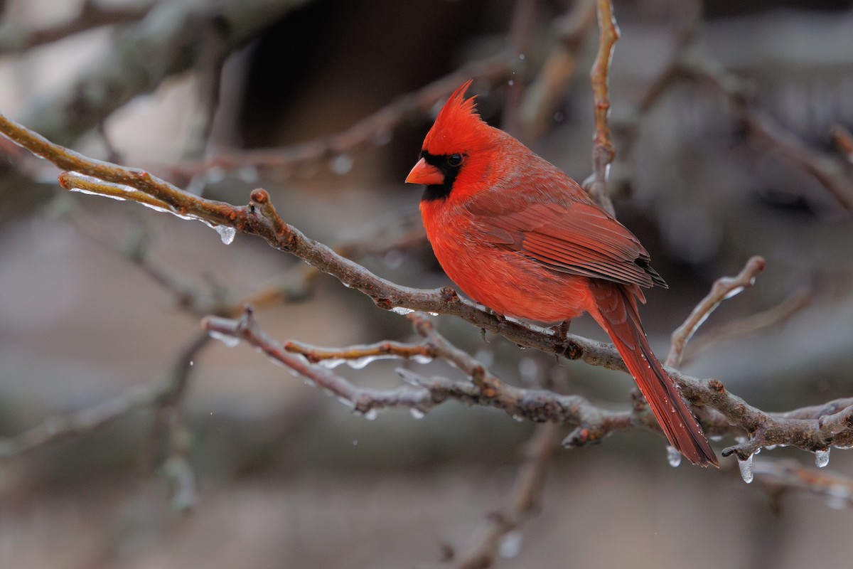 Красный кардинал - ML647736601