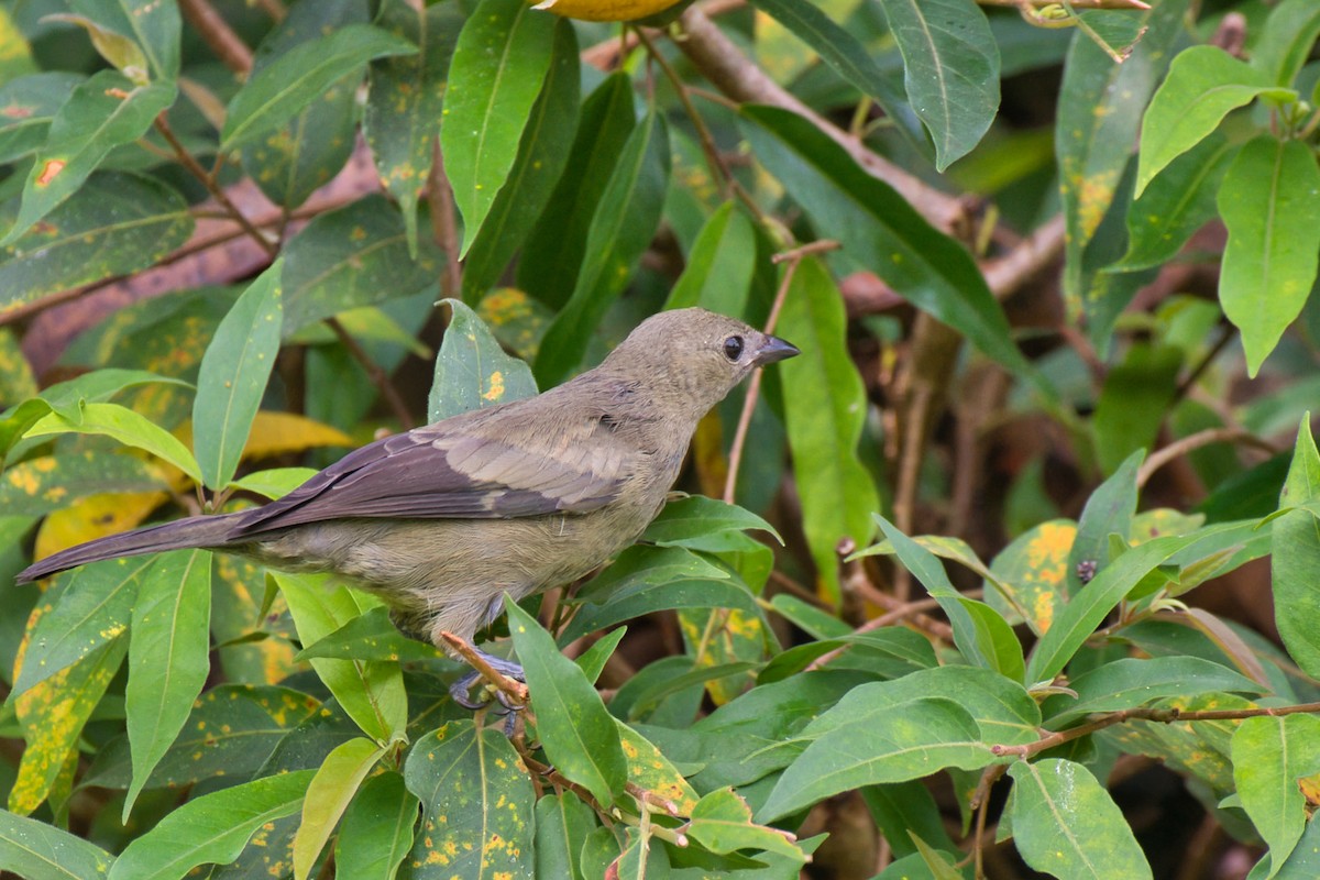 Palm Tanager - ML647736614